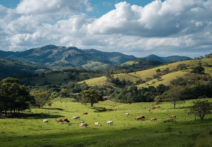 Pecuaria e Laticinios